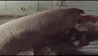 Big pig fucks zoophile on mattress with animal power zoo porn for free