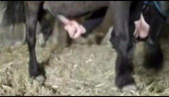 Horse porn Hot pet whore kneads her pussy with a horse cock