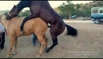 Los caballos también a la mierda a sus amigas.