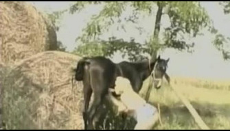 Splendida retrò zoo porno splendida signora succhia il cazzo di un cavallo cazzo enorme