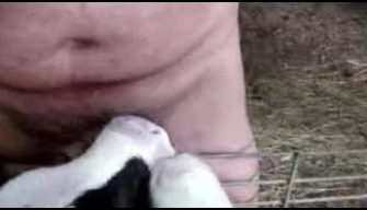 Local zoophile arranged a group sex in the cowshed and lets the calves suck