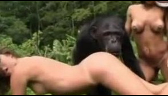 Sex animal naked whores try to hook up sex with a monkey zoo video